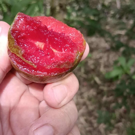 翁源县三华李