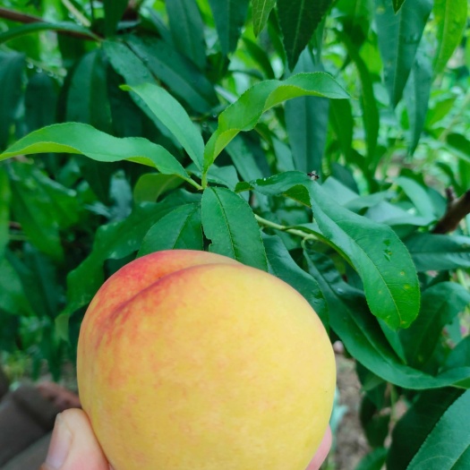 钟祥市锦香黄桃