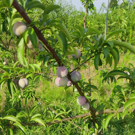 自贡蜂糖李