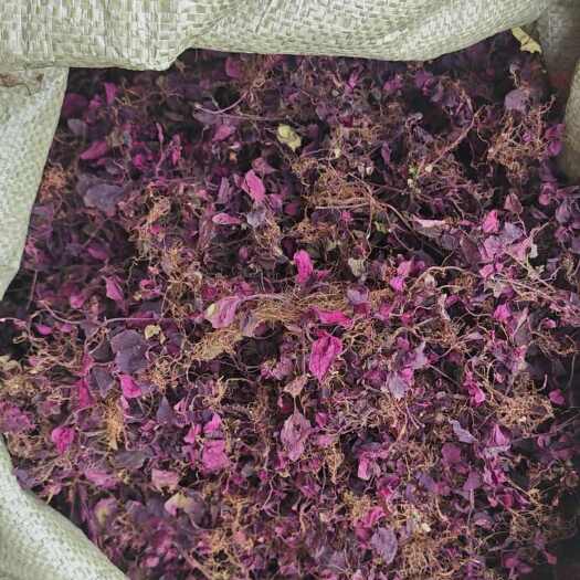 眉山风柜斗草干品