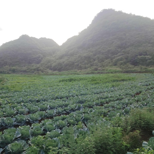 安顺贵州高山莲花白