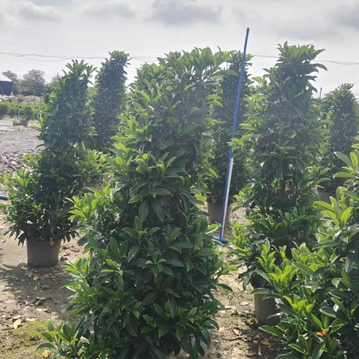 漳浦县非洲茉莉柱1.5米