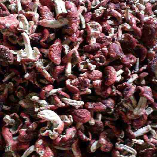 藤县广西藤县红菌干