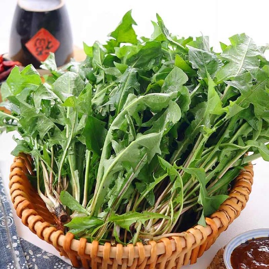 莘县山东聊城莘县新鲜蒲公英菜 绿色健康食材 批发零售均可产地直发