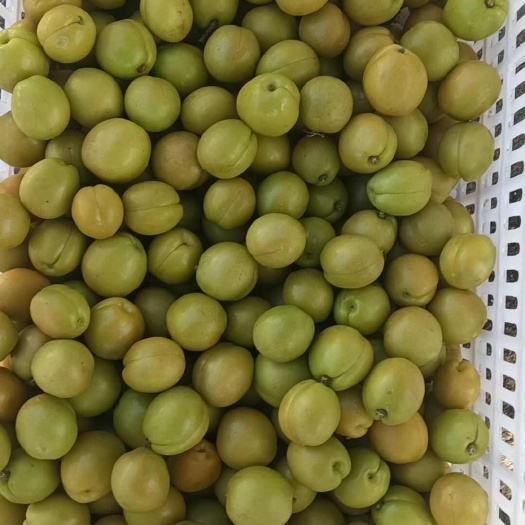 肥城市珍珠油杏
