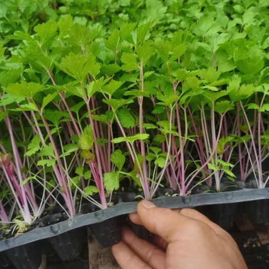 寿光市红芹菜苗
