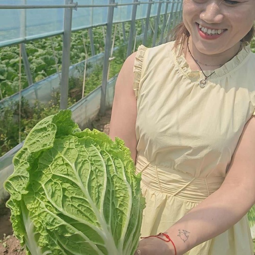 345精品矮颗，黄心大白菜，新鲜上市