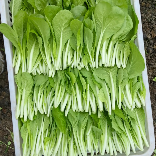 浙江德清小白菜鸡毛菜现摘现发产地直供常年有货