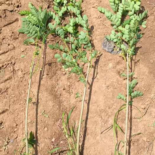毕节刺槐苗基地直供 生态环保绿化苗木 批发零售