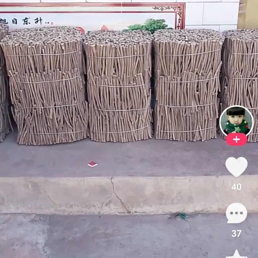 漳县芪，归，生