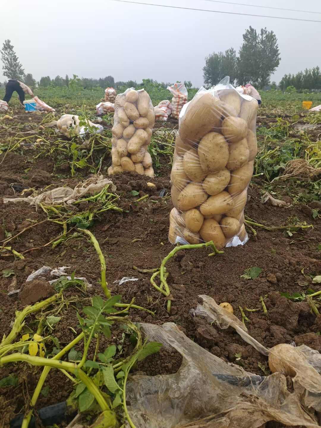 新野县精品沃土，3两以上土豆，保鲜袋或蛇皮袋装，标准货源……