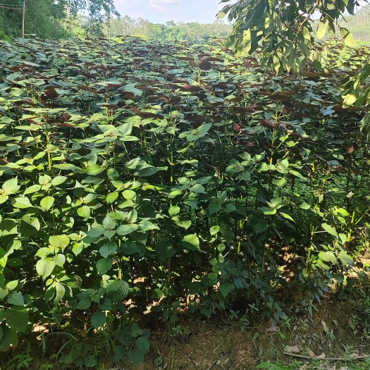 玉林广西玉林半野生新鲜紫苏