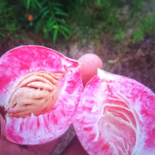 麻城市血桃