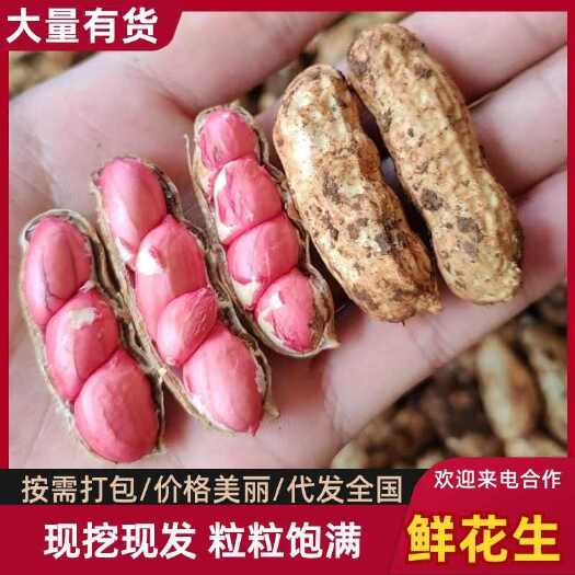 徐闻县广东徐闻精品花生，白沙花生，品质保证，过台手筛分拣，全国供应
