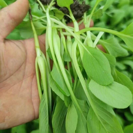 鸡毛菜生菜大量供应 质量保证