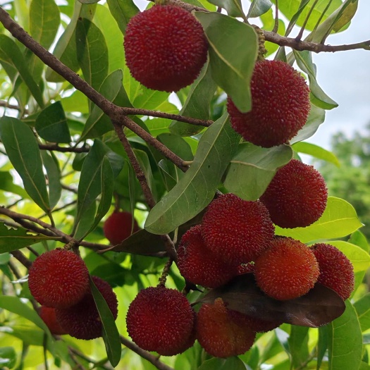 新鲜杨梅