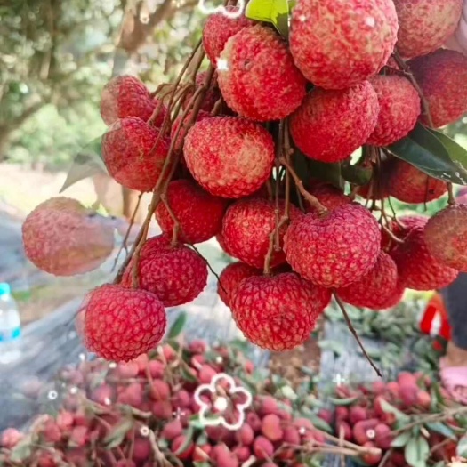 香山荔枝