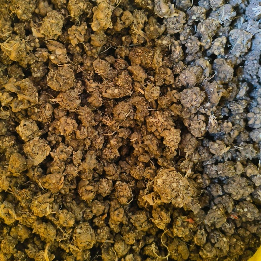 息县各种规格猫爪草