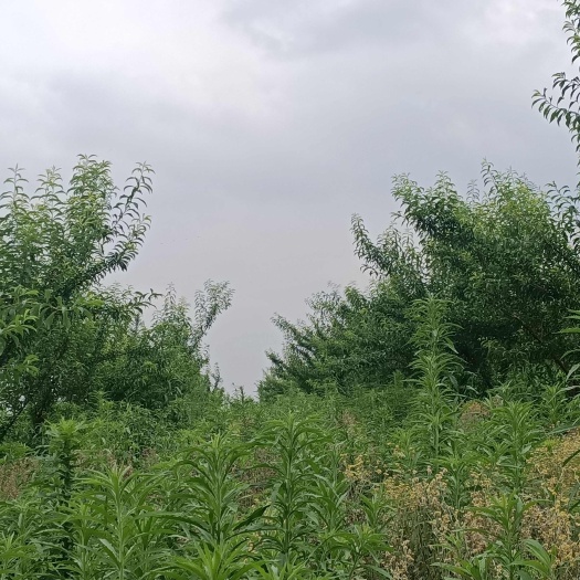 金沙县蜂糖李，还有一个月成熟
