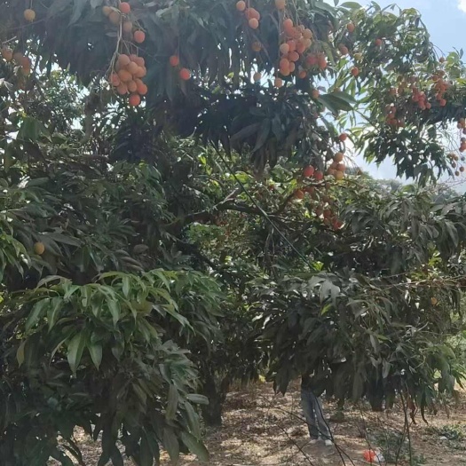 博罗县广东惠州博罗桂味荔枝糯米枝新鲜采摘现摘现发当天发货