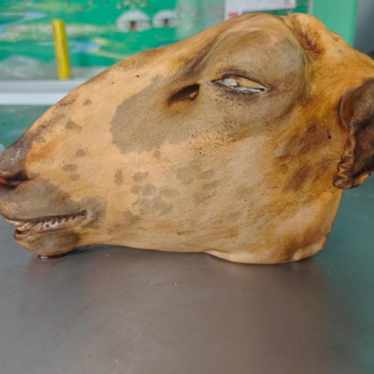 锡林浩特羊头，蹄，纯火燎，易清洗，