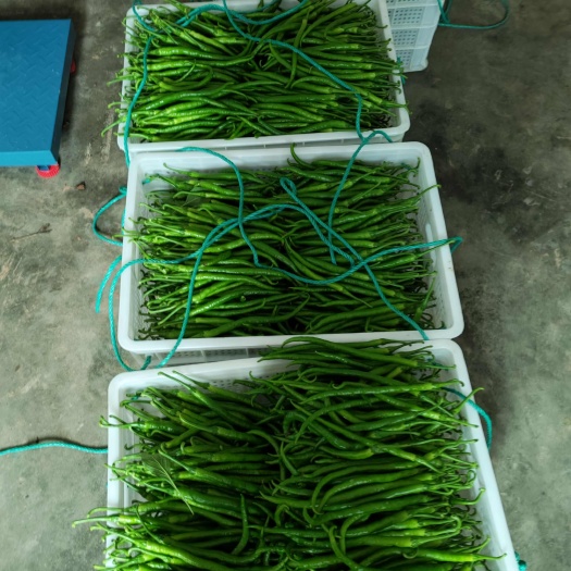 洪雅县四川眉山洪雅县新鲜二荆条辣椒产地直发品质优选