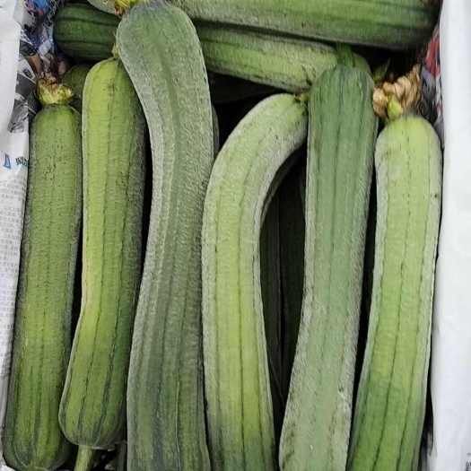 纯牛粪种植，含富硒，丝瓜