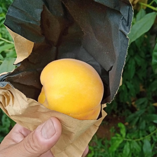 洛阳黄桃