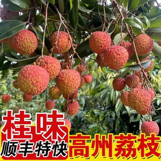 高州市白糖罂桂味荔枝当季现摘现茂名高州荔枝冷链