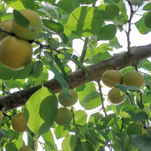 礼泉县陕西基地吊干杏