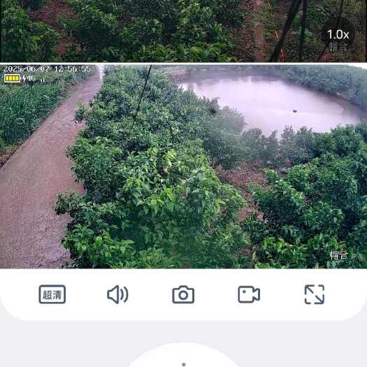 云阳自己家100亩无核沃柑园转让地租便宜