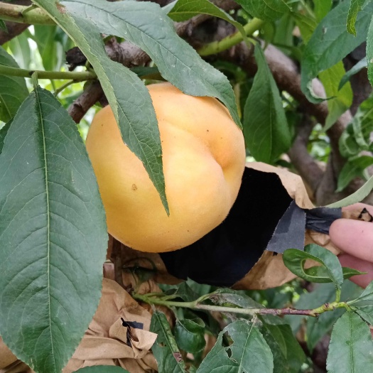 洛阳黄桃