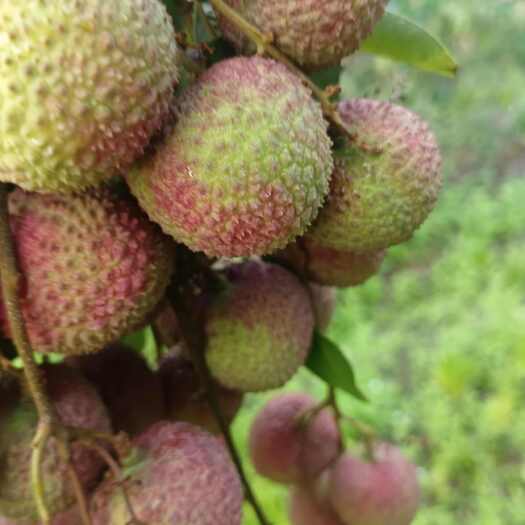 灵山县妃子笑荔枝
