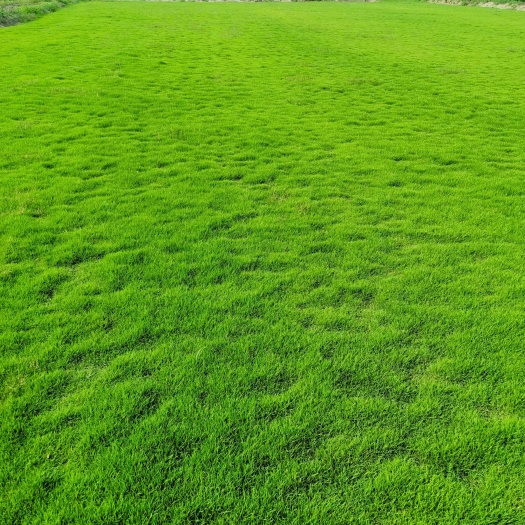 道县草卷。马尼拉草卷，草块，。。。。。