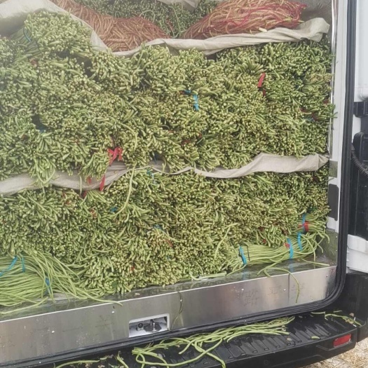 单县鲜豆角泡水的