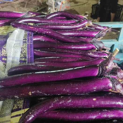中牟县河南郑州中牟县新鲜线茄批发供货稳定品质佳