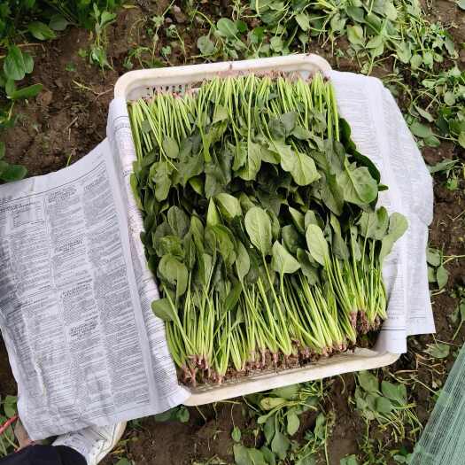 兴和县精品菠菜