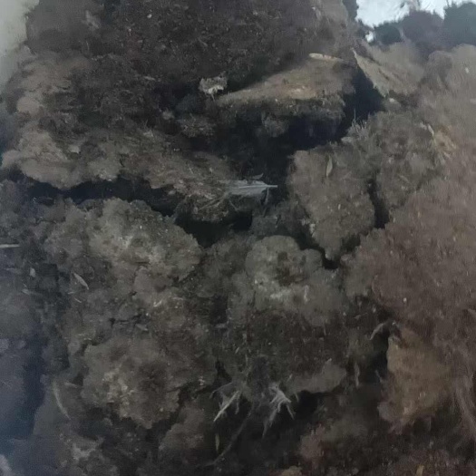 英德市鸡粪