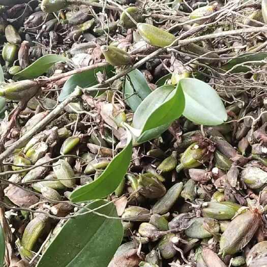 广南县石仙桃，净果，去根去叶去根茎只就仙果，石仙桃