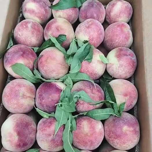 夏县春美毛桃