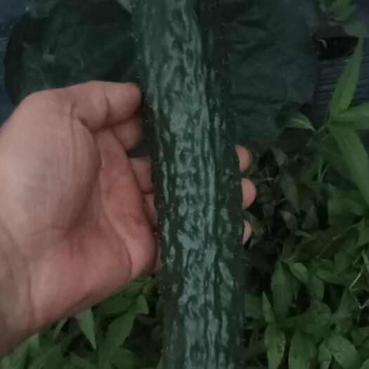 中方县鸡公盖高山密刺黄瓜，肉质鲜嫩，现以上市，有须要的可联系
