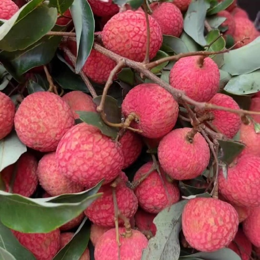 灵山县灵山荔枝大量上市，价格美丽，