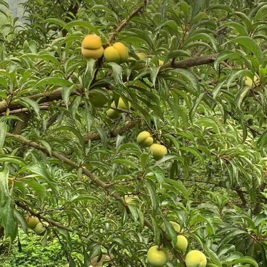 镇宁县镇宁六马蜂糖李