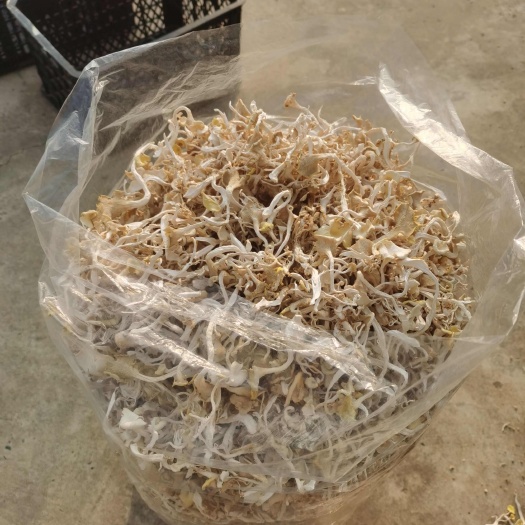 襄樊鸡油菌