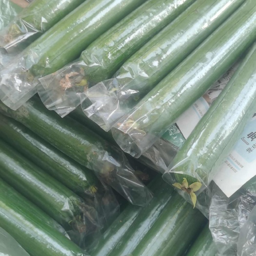 河南油丝瓜，保质保量。视频看货，线上保障交易