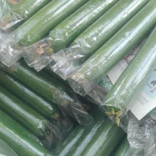 河南油丝瓜,保质保量。视频看货,线上保障交易