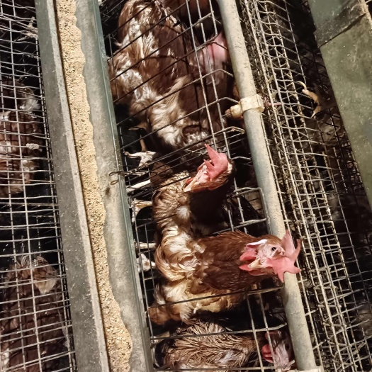 老蛋鸡淘汰
