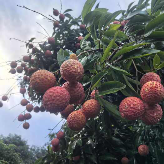 高州市高州桂味荔枝