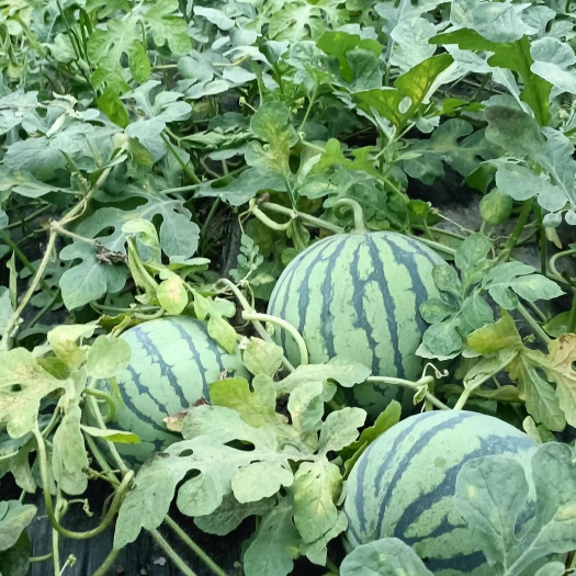 成都大棚美都西瓜大量上市，又脆又甜，种植基地直供，欢迎咨询洽谈。
