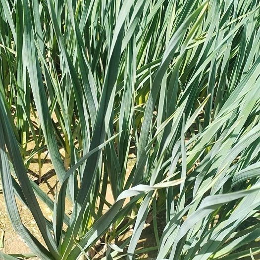 永登县甘肃永登一点红蒜苗大量上市 需要的联系